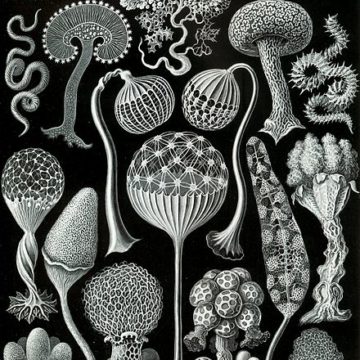 440px-Haeckel_Mycetozoa